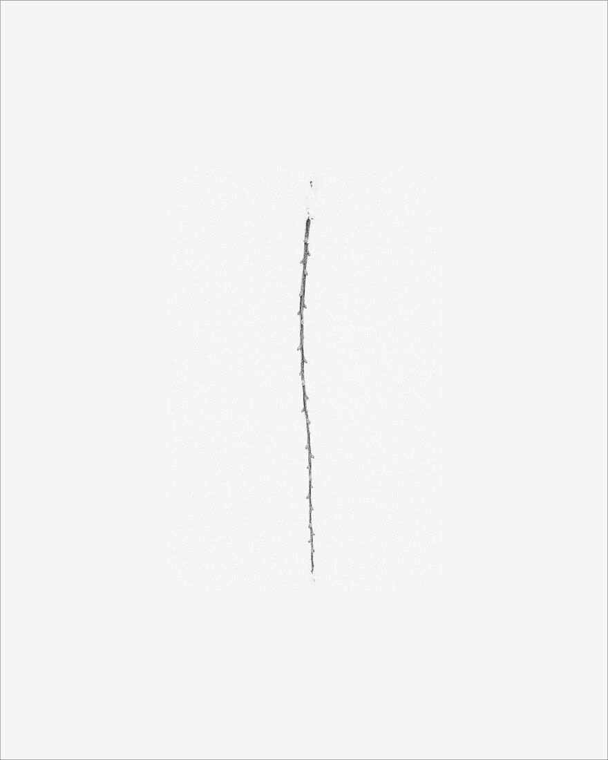 © 2025 PHOTO BY PAVEL NEMTIN